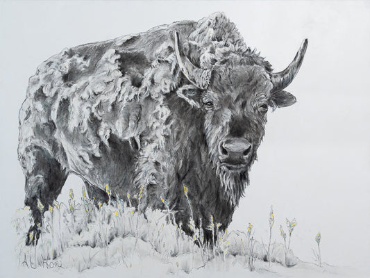 Fluffy Bison