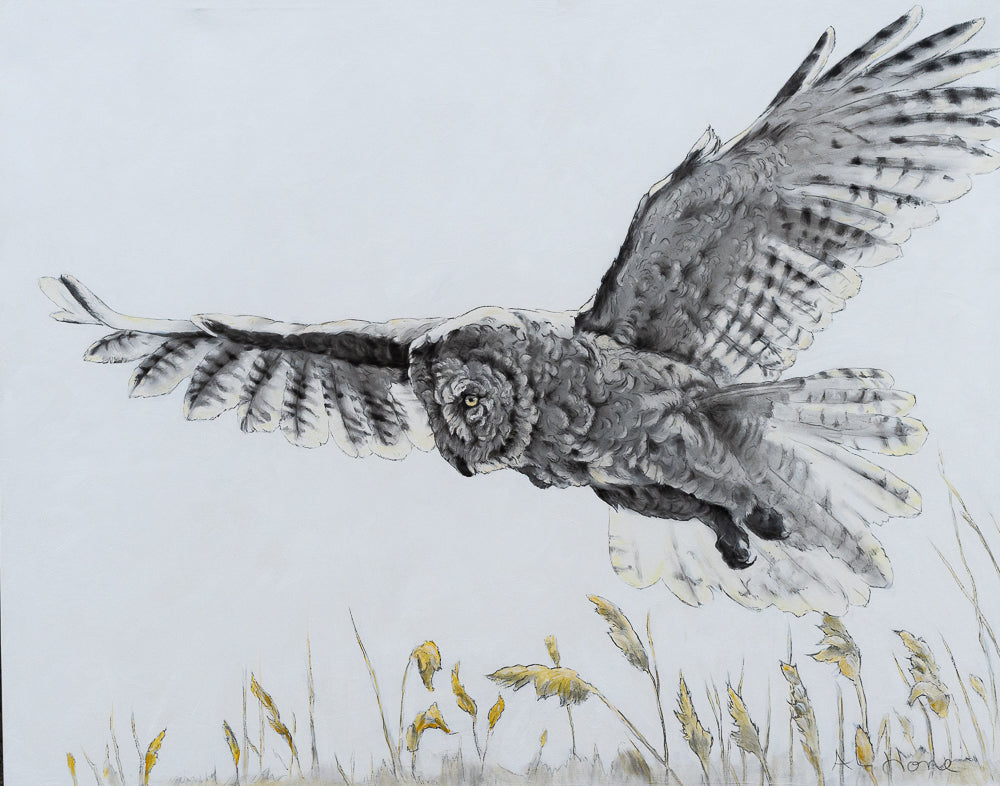 Great Grey Owl