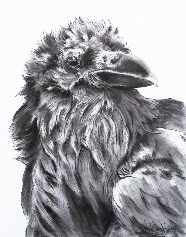 Fluffy Raven