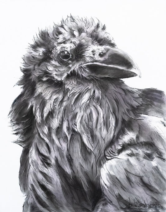 Fluffy Raven
